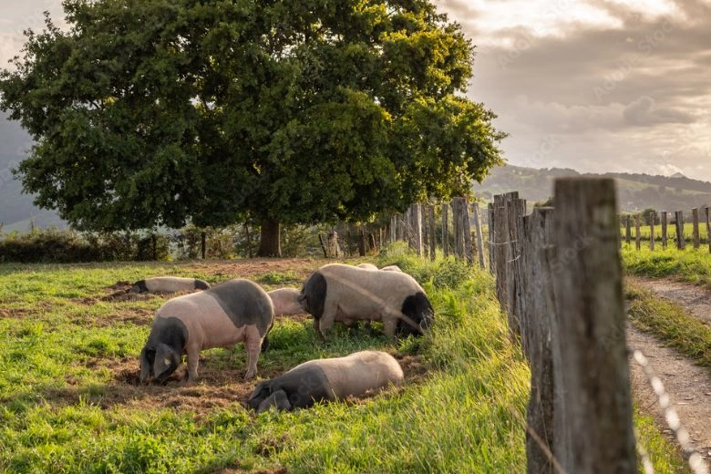 Porcs kintoa dans un champs
